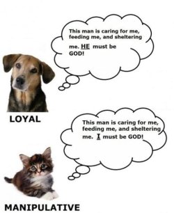 difference-between-cats-and-dogs1.jpg