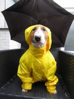 s-Ready-for-the-rain.jpg