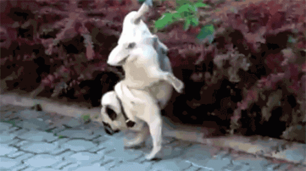 dog-piss-handstand.gif