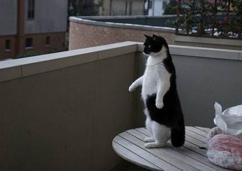 Penguin_Cat.jpg