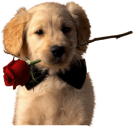 AnimalsDogRose01vi.png AnimalsDogRose01vi.png
