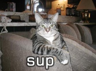 cat3.jpg