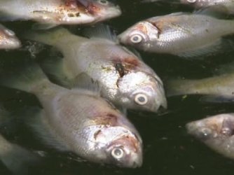 Fishy.jpg