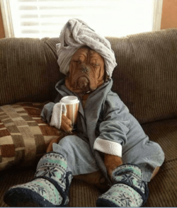 Dog in jammies.png