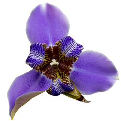 flower-3b purple single-400x.png