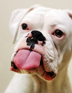 Bully Tongue.jpg