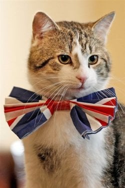 cute-cats-with-ties-011.jpg