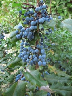 oregon-grape-1.jpg