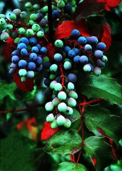 oregon_grape.jpg