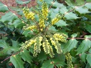 1. Mahonia h Bush in bloom.jpg