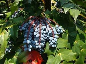 Mahonia Holly bush.jpg