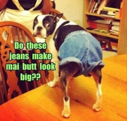 Dog Butt.jpg