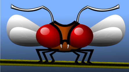 Insect.png