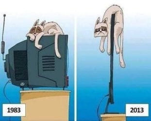 CatOnMonitor.jpg