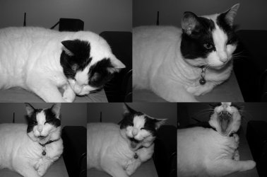 Sleepy Pip.jpg