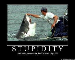 633502856672540378-stupidity.jpg