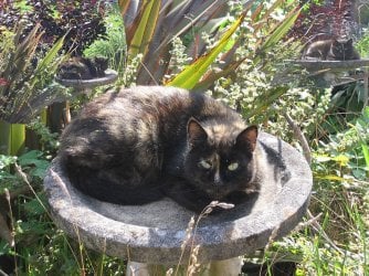 mitzi.jpg