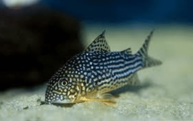 CORYDORAS.PNG