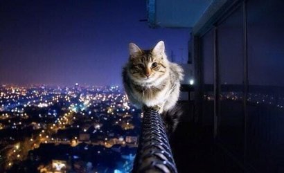 SpiderCat.jpg