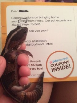 not even close petco.jpg