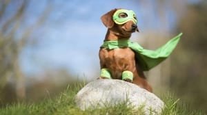 Super-Dog.jpg