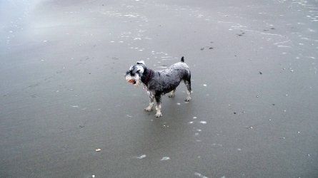 Beach 2014 2.jpg Beach 2014 2.jpg