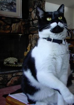 BeBe-Cat.JPG