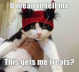 Cat-Treats.jpg