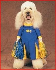 cheerleader dog3.JPG