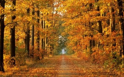 Earth-Forest-16086.jpg Earth-Forest-16086.jpg