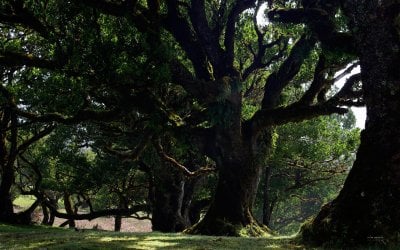 Earth-Tree-33554.jpg Earth-Tree-33554.jpg