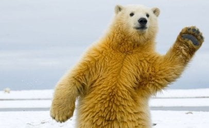 bear.jpg
