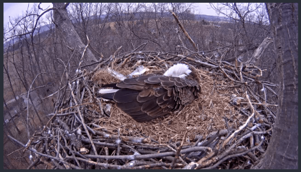 Eagle11.png