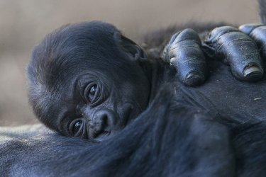 baby gorilla.jpg