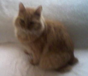 LIONEL1.JPG