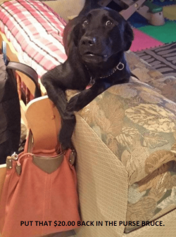 PUT THAT TWENTY BACK IN THE PURSE BRUCE.png