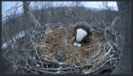 Eagle3.png