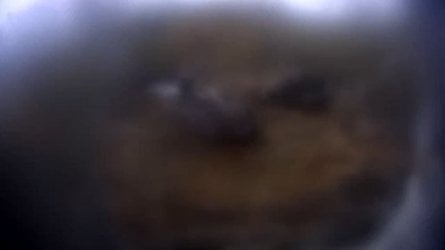 e61.JPG