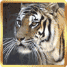 Tiger-2b.gif