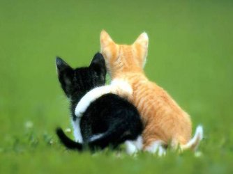 KITTEN PALS.jpg