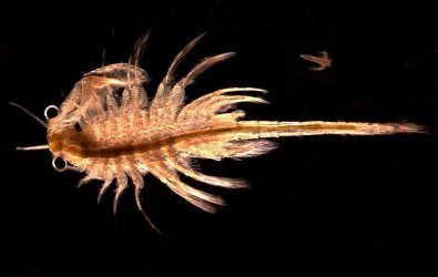Artemia_monica.jpg