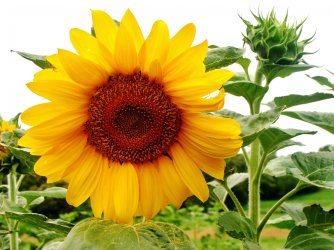 zonnebloem.jpg zonnebloem.jpg