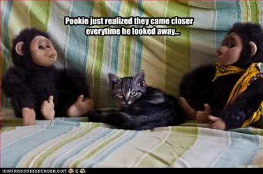 cat with two monkeys.jpg cat with two monkeys.jpg