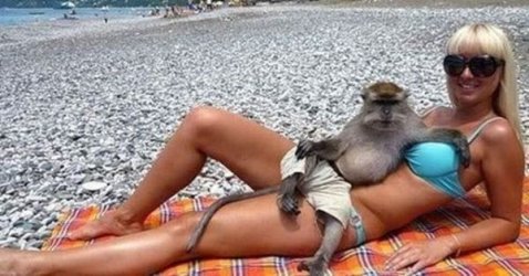 monkey-wtf1.jpg