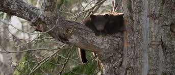 bear intree.jpg