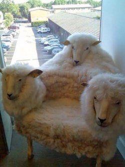 sheep.jpg