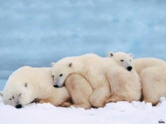 l-Polar-pillows.jpg l-Polar-pillows.jpg