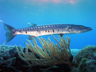 Barracuda_laban.jpg