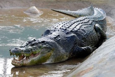 Lolong-crocodile-red.jpg Lolong-crocodile-red.jpg