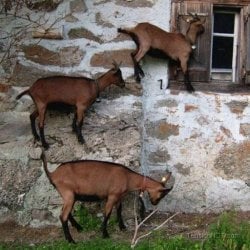 goat walks on wal.jpg goat walks on wal.jpg
